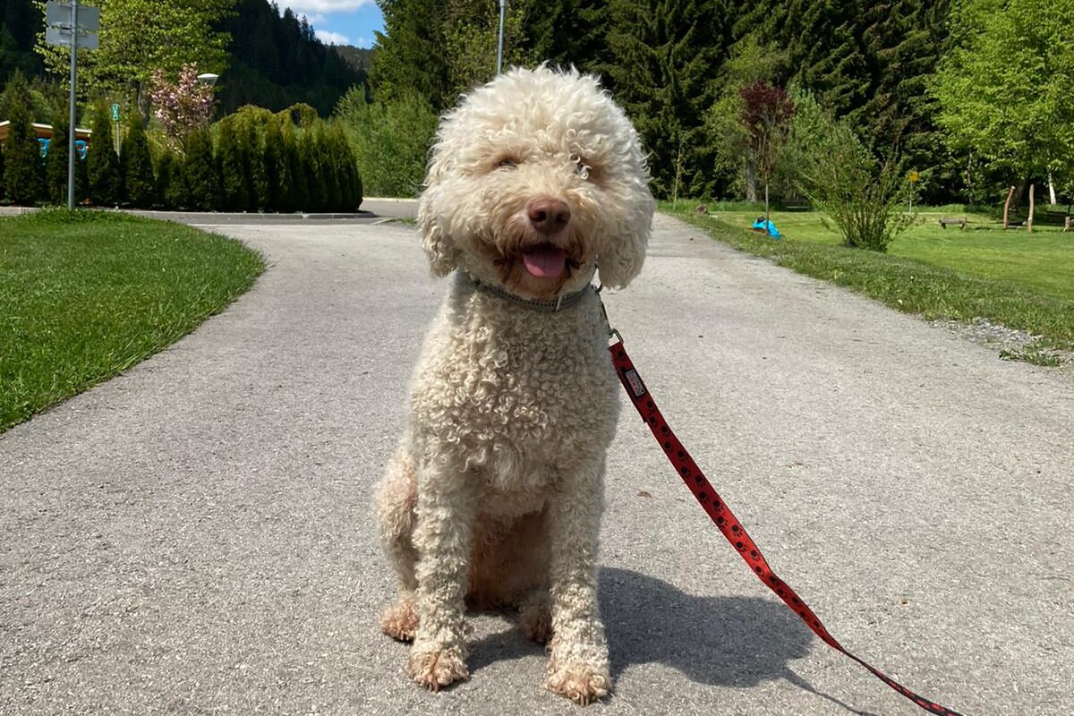Therapiehund "Alba" bei der Kinderreha Wildbad